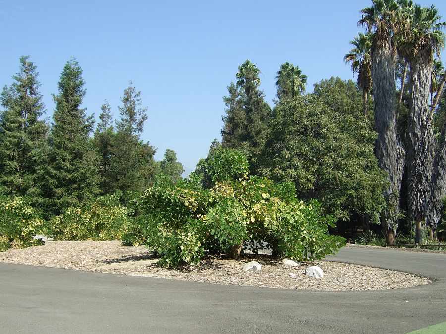 Дендрарий и Ботанический сад, Аркадия, Калифорния, США. Los Angeles County Arboretum and Botanical Garden, Arcadia, CA, USA