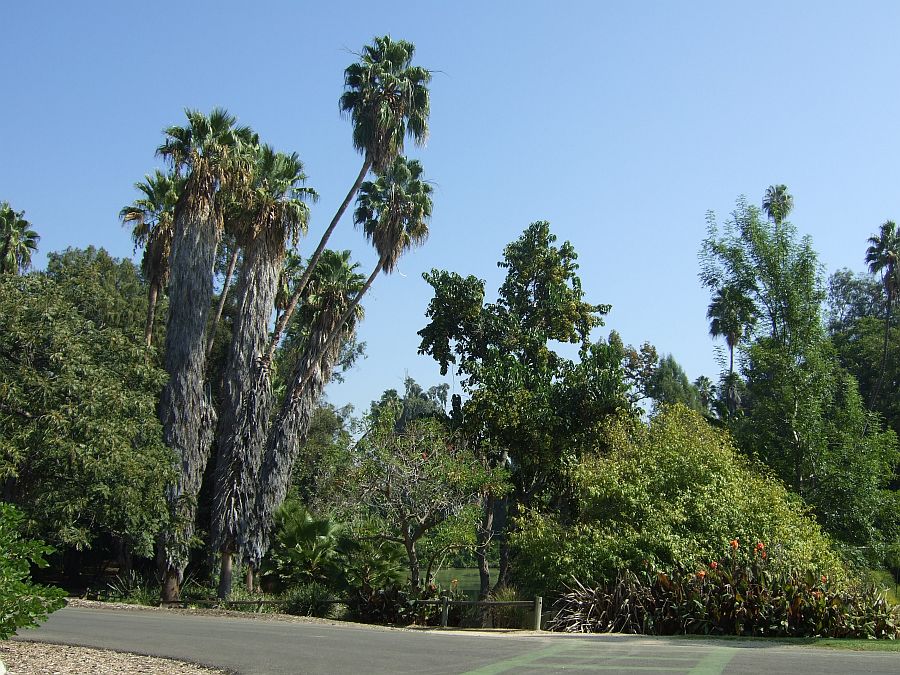 Дендрарий и Ботанический сад, Аркадия, Калифорния, США. Los Angeles County Arboretum and Botanical Garden, Arcadia, CA, USA