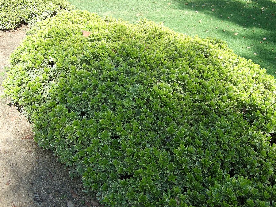 Дендрарий и Ботанический сад, Аркадия, Калифорния, США. Los Angeles County Arboretum and Botanical Garden, Arcadia, CA, USA