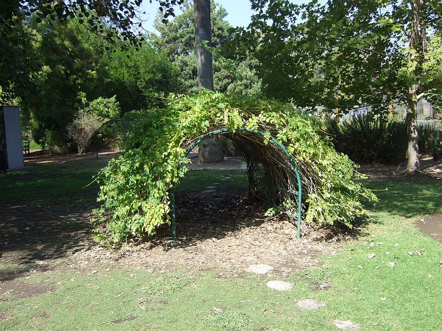 Дендрарий и Ботанический сад, Аркадия, Калифорния, США. Los Angeles County Arboretum and Botanical Garden, Arcadia, CA, USA
