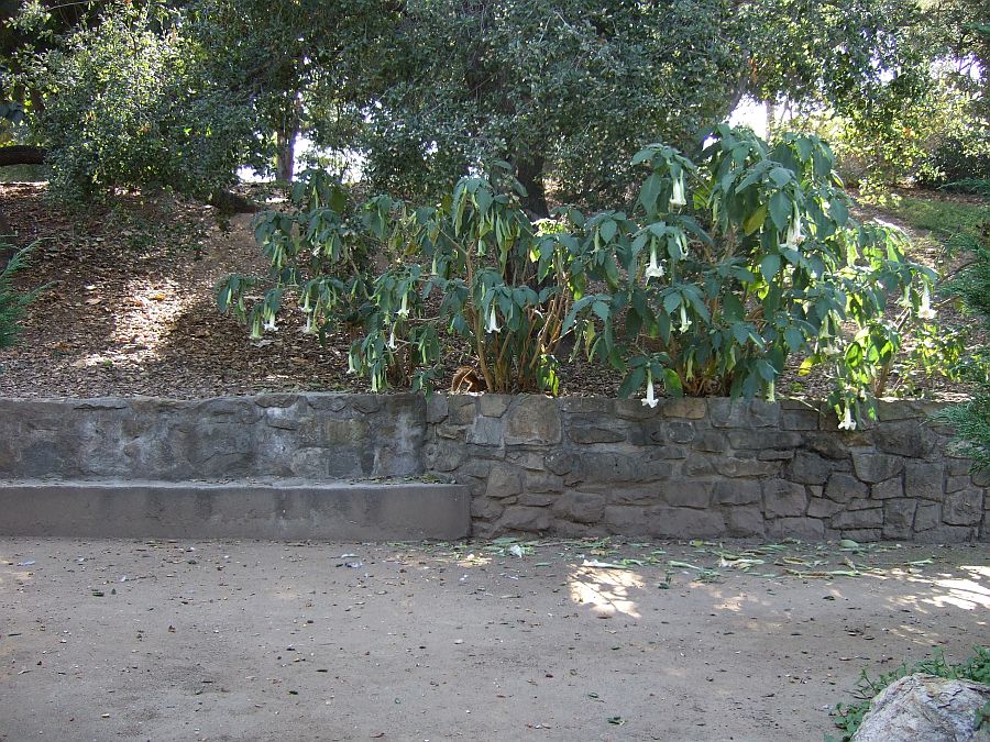 Дендрарий и Ботанический сад, Аркадия, Калифорния, США. Los Angeles County Arboretum and Botanical Garden, Arcadia, CA, USA