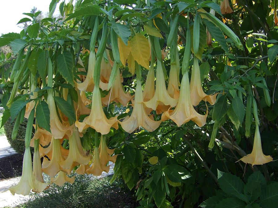 Дендрарий и Ботанический сад, Аркадия, Калифорния, США. Los Angeles County Arboretum and Botanical Garden, Arcadia, CA, USA
