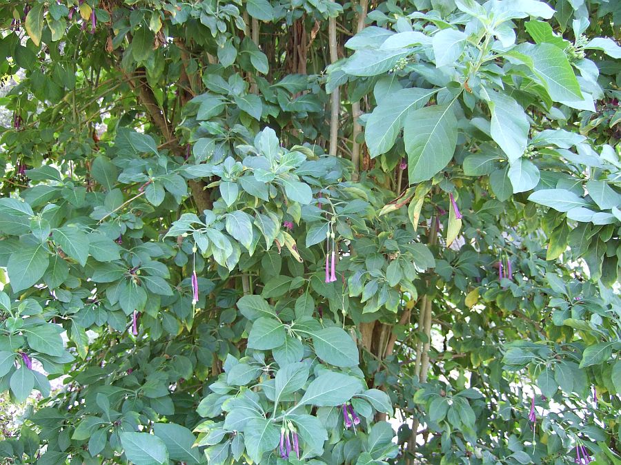 Дендрарий и Ботанический сад, Аркадия, Калифорния, США. Los Angeles County Arboretum and Botanical Garden, Arcadia, CA, USA
