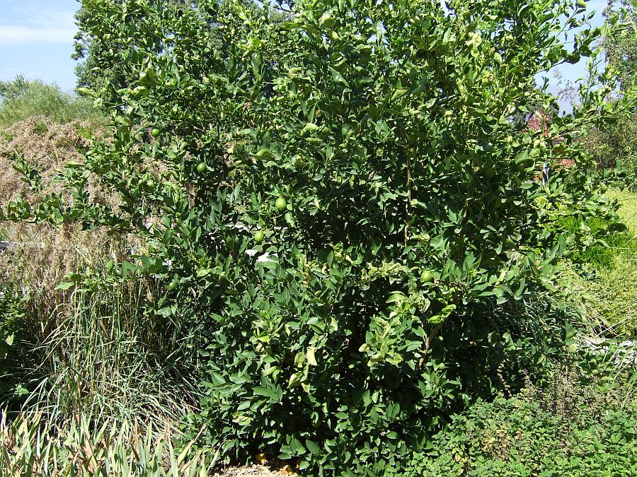 Дендрарий и Ботанический сад, Аркадия, Калифорния, США. Los Angeles County Arboretum and Botanical Garden, Arcadia, CA, USA