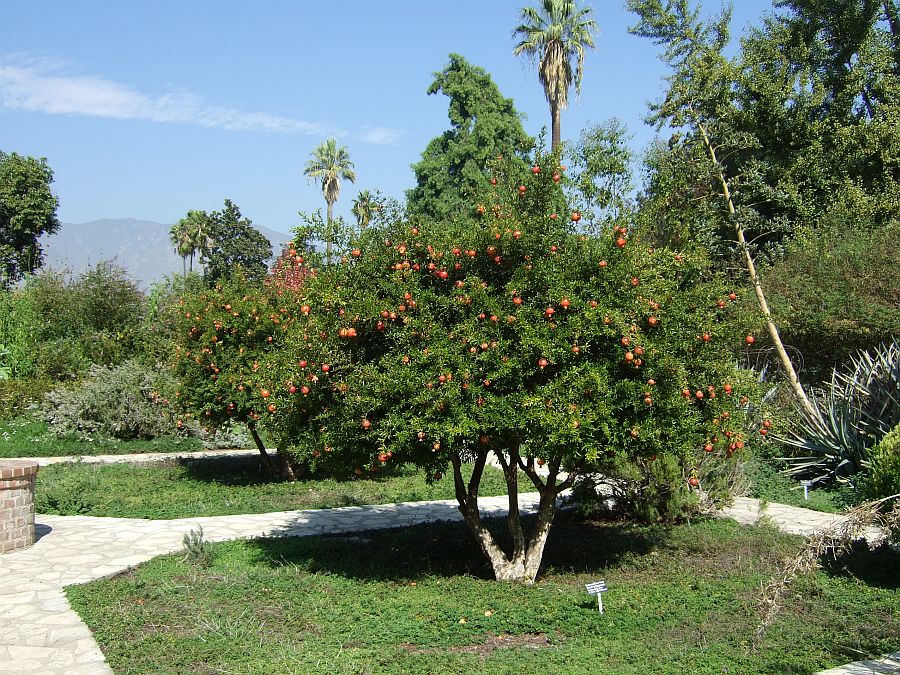 Дендрарий и Ботанический сад, Аркадия, Калифорния, США. Los Angeles County Arboretum and Botanical Garden, Arcadia, CA, USA
