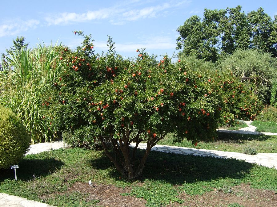 Дендрарий и Ботанический сад, Аркадия, Калифорния, США. Los Angeles County Arboretum and Botanical Garden, Arcadia, CA, USA