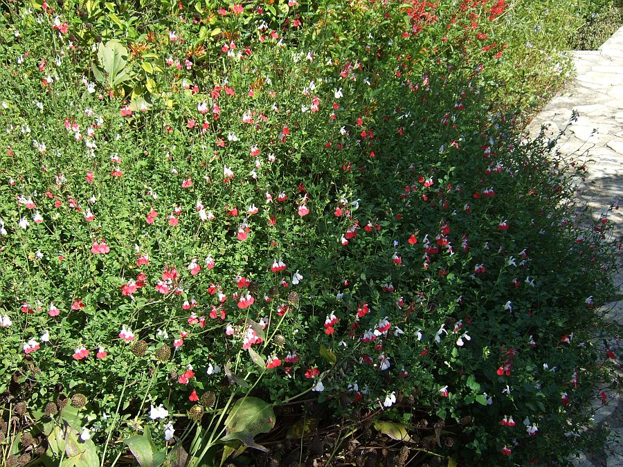 Дендрарий и Ботанический сад, Аркадия, Калифорния, США. Los Angeles County Arboretum and Botanical Garden, Arcadia, CA, USA