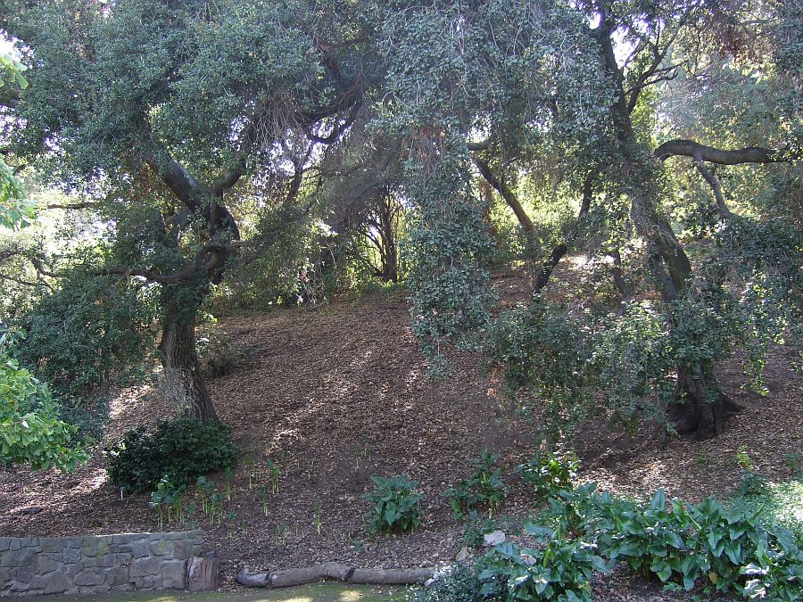 Дендрарий и Ботанический сад, Аркадия, Калифорния, США. Los Angeles County Arboretum and Botanical Garden, Arcadia, CA, USA