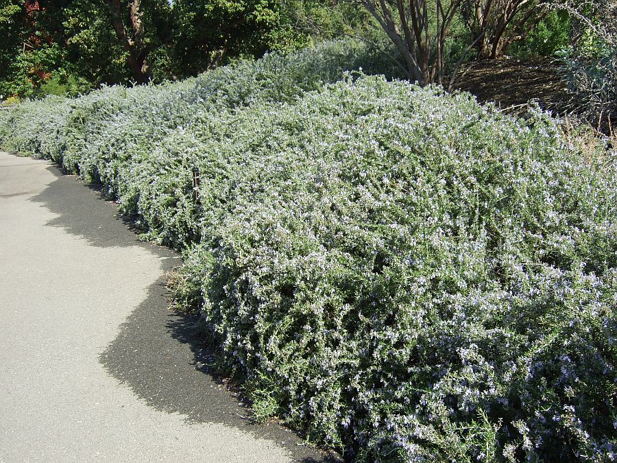 Дендрарий и Ботанический сад, Аркадия, Калифорния, США. Los Angeles County Arboretum and Botanical Garden, Arcadia, CA, USA