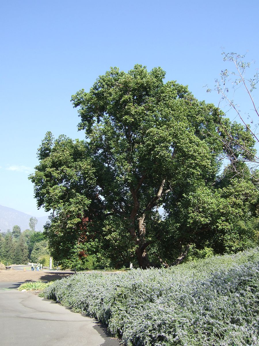 Дендрарий и Ботанический сад, Аркадия, Калифорния, США. Los Angeles County Arboretum and Botanical Garden, Arcadia, CA, USA
