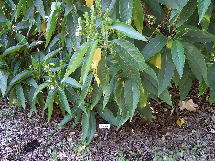 Дендрарий и Ботанический сад, Аркадия, Калифорния, США. Los Angeles County Arboretum and Botanical Garden, Arcadia, CA, USA