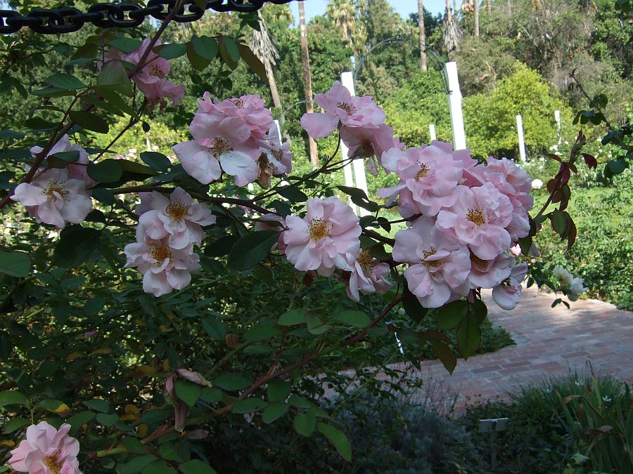 Дендрарий и Ботанический сад, Аркадия, Калифорния, США. Los Angeles County Arboretum and Botanical Garden, Arcadia, CA, USA