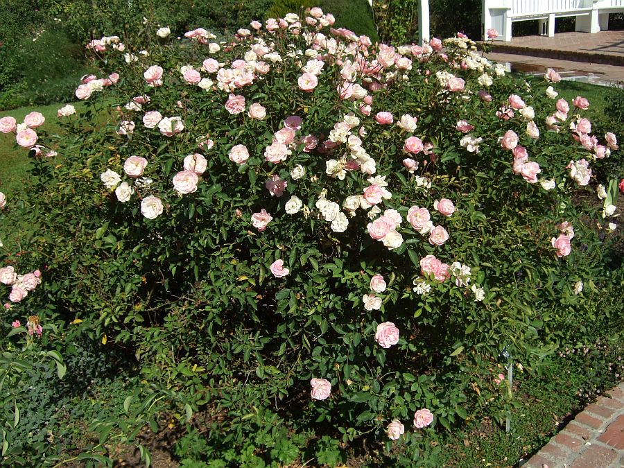 Дендрарий и Ботанический сад, Аркадия, Калифорния, США. Los Angeles County Arboretum and Botanical Garden, Arcadia, CA, USA
