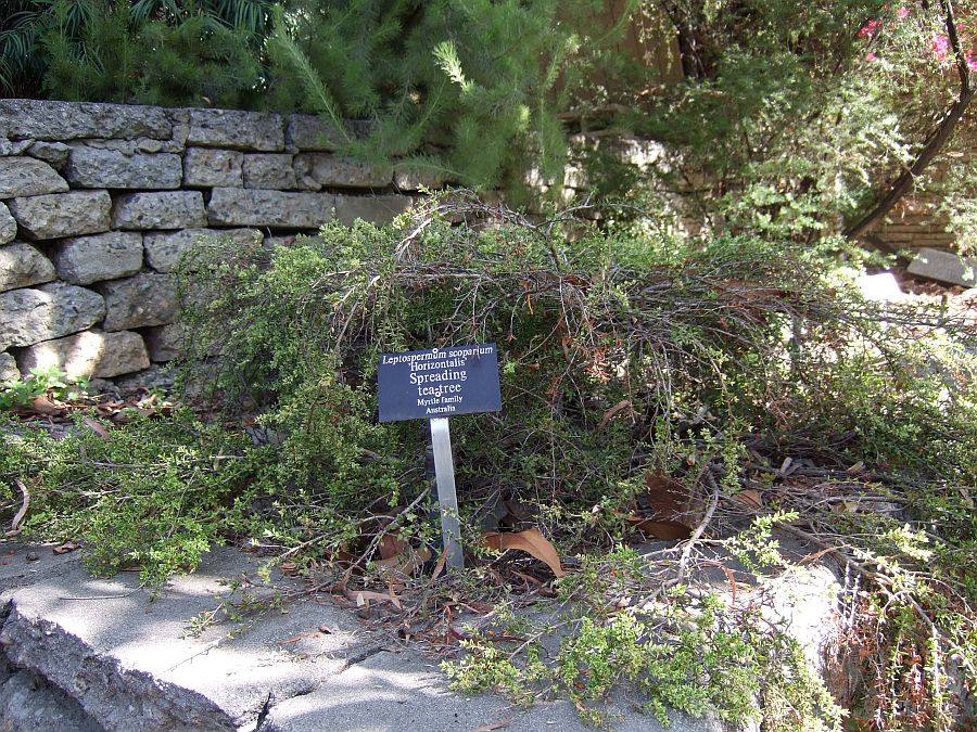 Дендрарий и Ботанический сад, Аркадия, Калифорния, США. Los Angeles County Arboretum and Botanical Garden, Arcadia, CA, USA