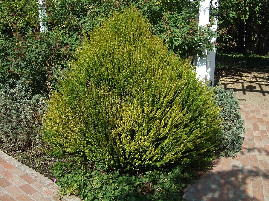 Дендрарий и Ботанический сад, Аркадия, Калифорния, США. Los Angeles County Arboretum and Botanical Garden, Arcadia, CA, USA
