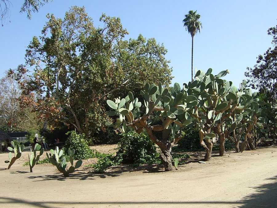 Дендрарий и Ботанический сад, Аркадия, Калифорния, США. Los Angeles County Arboretum and Botanical Garden, Arcadia, CA, USA