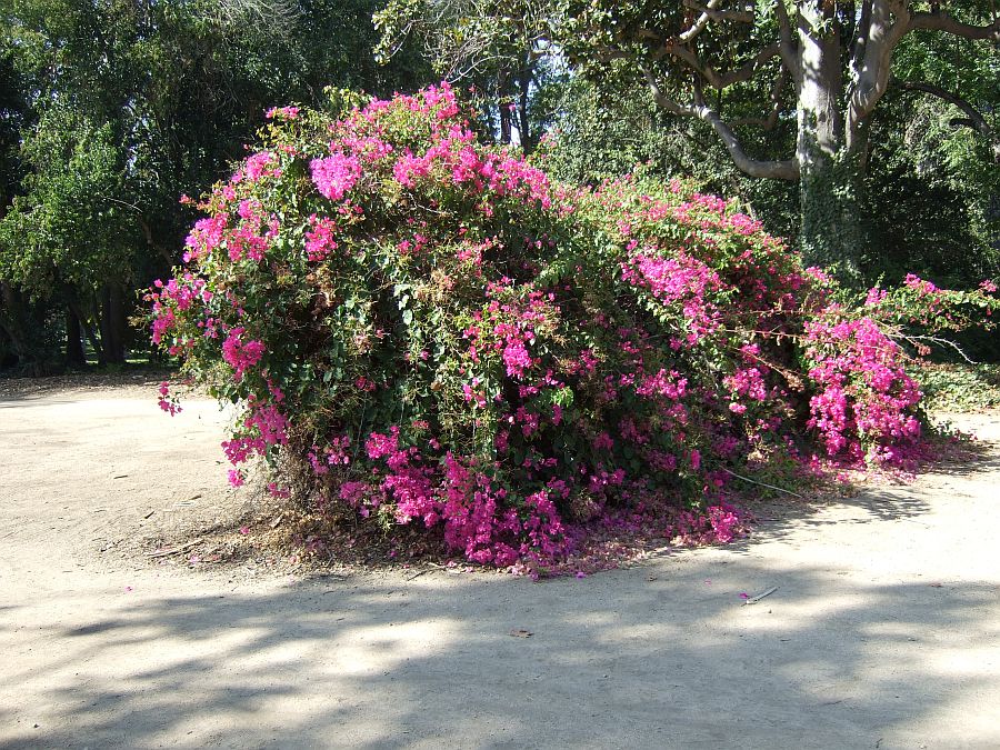 Дендрарий и Ботанический сад, Аркадия, Калифорния, США. Los Angeles County Arboretum and Botanical Garden, Arcadia, CA, USA