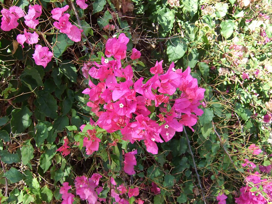 Дендрарий и Ботанический сад, Аркадия, Калифорния, США. Los Angeles County Arboretum and Botanical Garden, Arcadia, CA, USA