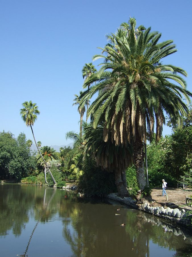 Дендрарий и Ботанический сад, Аркадия, Калифорния, США. Los Angeles County Arboretum and Botanical Garden, Arcadia, CA, USA
