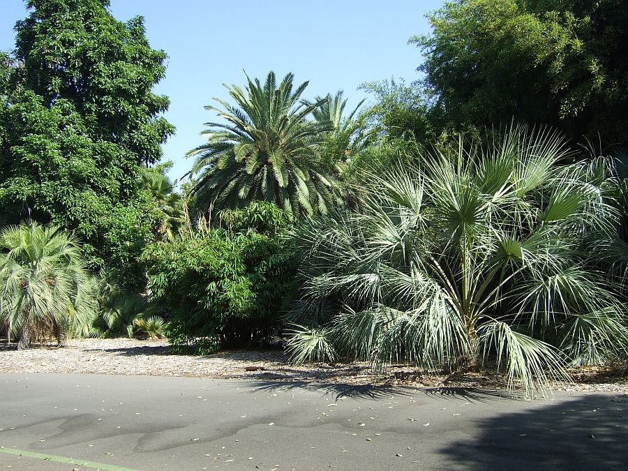 Дендрарий и Ботанический сад, Аркадия, Калифорния, США. Los Angeles County Arboretum and Botanical Garden, Arcadia, CA, USA