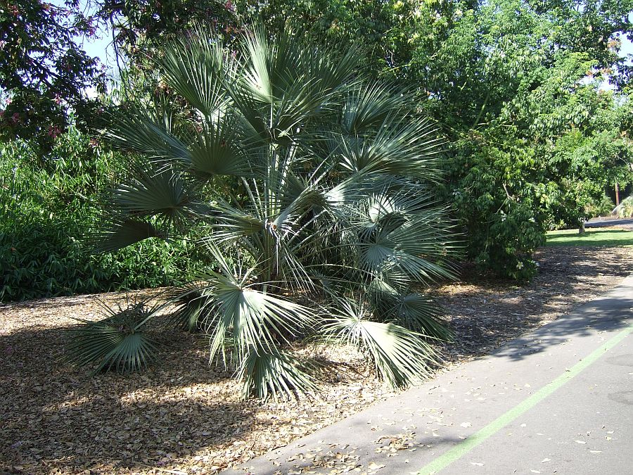 Дендрарий и Ботанический сад, Аркадия, Калифорния, США. Los Angeles County Arboretum and Botanical Garden, Arcadia, CA, USA