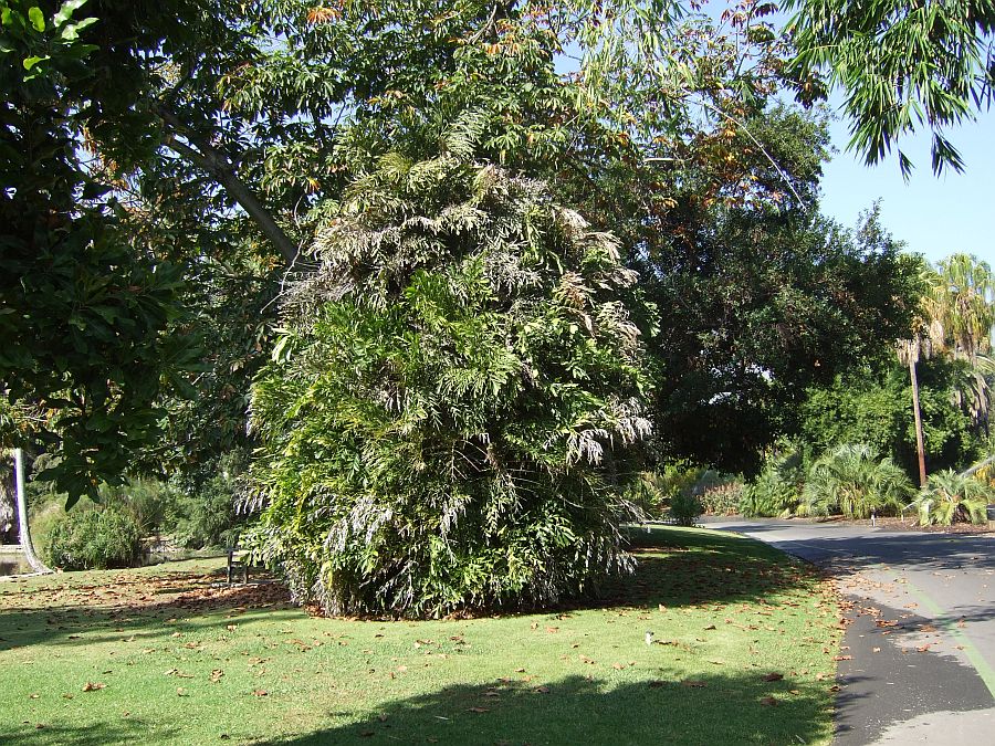 Дендрарий и Ботанический сад, Аркадия, Калифорния, США. Los Angeles County Arboretum and Botanical Garden, Arcadia, CA, USA