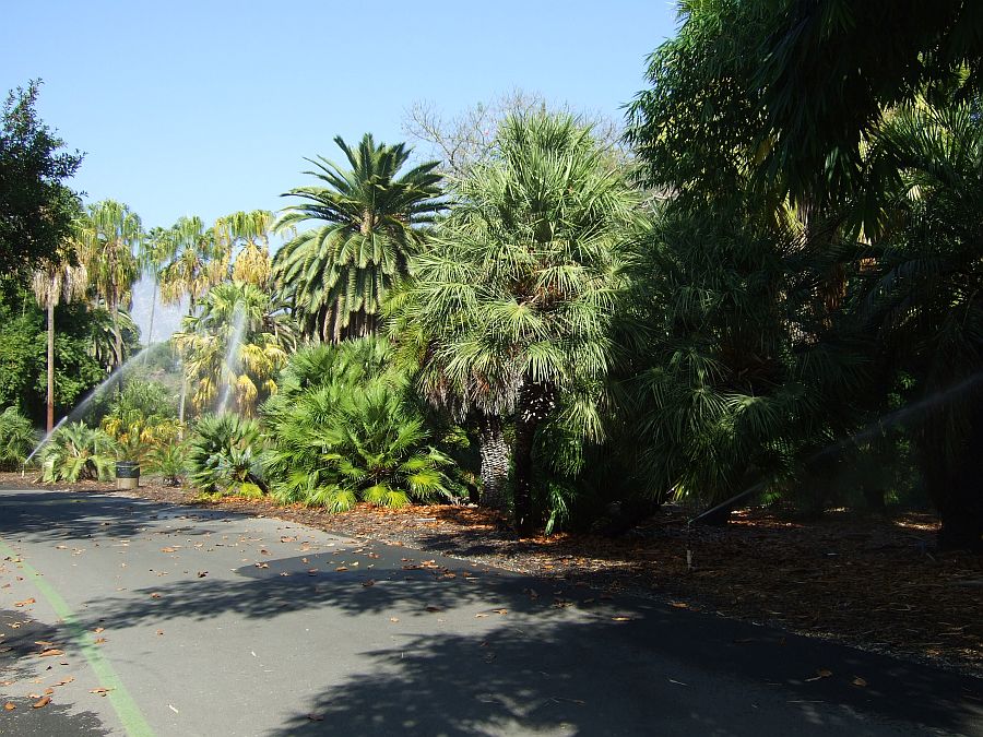 Дендрарий и Ботанический сад, Аркадия, Калифорния, США. Los Angeles County Arboretum and Botanical Garden, Arcadia, CA, USA