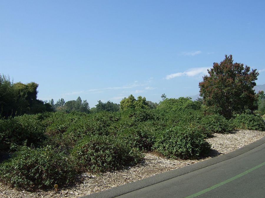 Дендрарий и Ботанический сад, Аркадия, Калифорния, США. Los Angeles County Arboretum and Botanical Garden, Arcadia, CA, USA