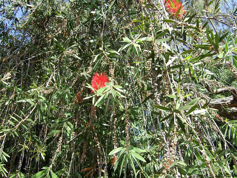 Дендрарий и Ботанический сад, Аркадия, Калифорния, США. Los Angeles County Arboretum and Botanical Garden, Arcadia, CA, USA