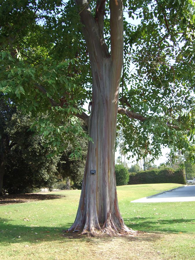 Дендрарий и Ботанический сад, Аркадия, Калифорния, США. Los Angeles County Arboretum and Botanical Garden, Arcadia, CA, USA