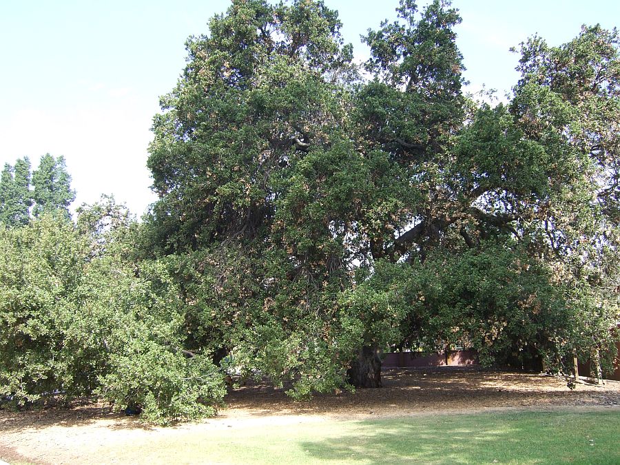 Дендрарий и Ботанический сад, Аркадия, Калифорния, США. Los Angeles County Arboretum and Botanical Garden, Arcadia, CA, USA