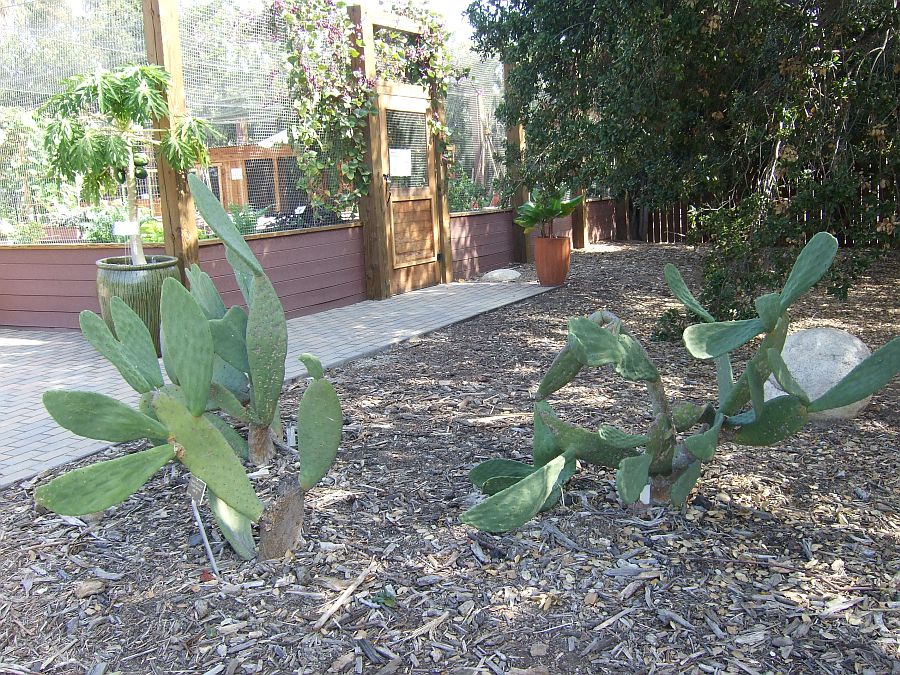 Дендрарий и Ботанический сад, Аркадия, Калифорния, США. Los Angeles County Arboretum and Botanical Garden, Arcadia, CA, USA