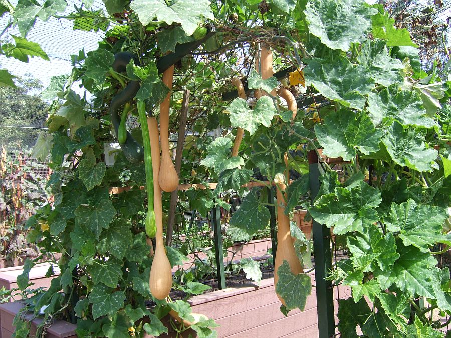 Дендрарий и Ботанический сад, Аркадия, Калифорния, США. Los Angeles County Arboretum and Botanical Garden, Arcadia, CA, USA