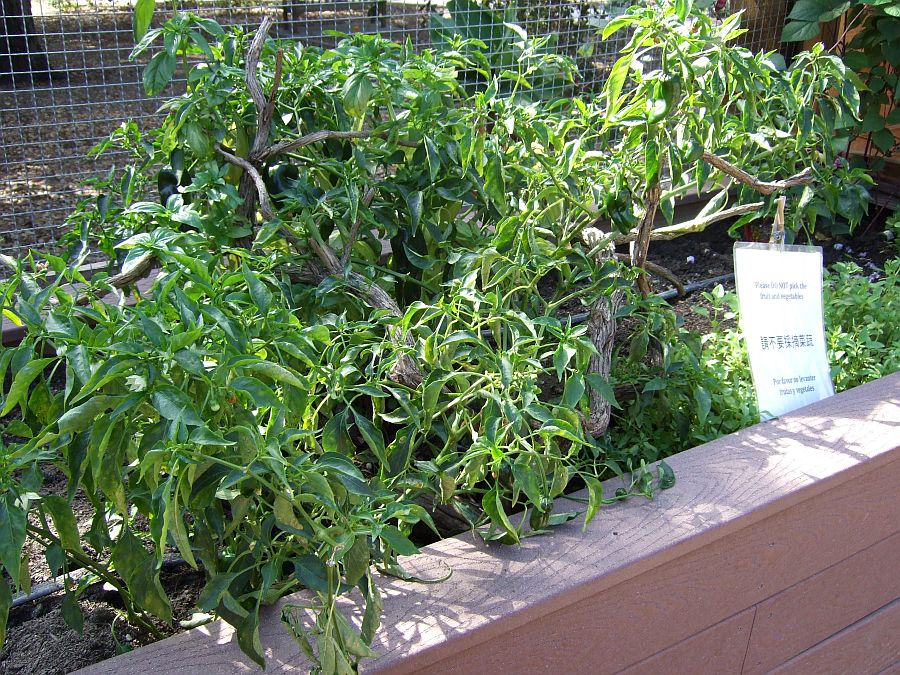 Дендрарий и Ботанический сад, Аркадия, Калифорния, США. Los Angeles County Arboretum and Botanical Garden, Arcadia, CA, USA