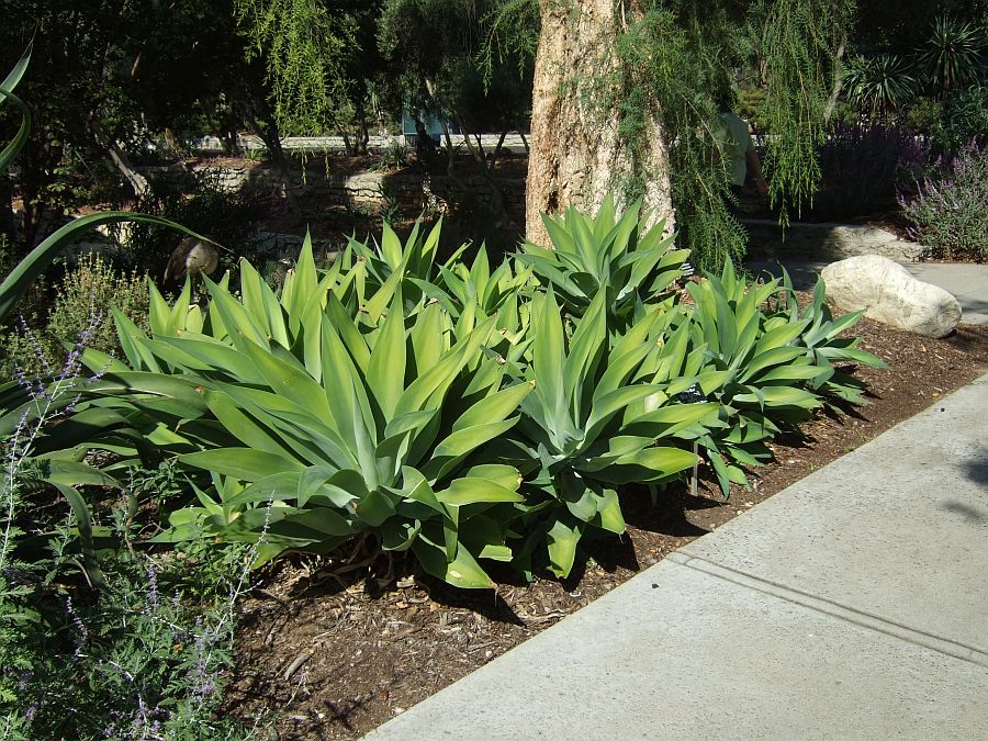 Дендрарий и Ботанический сад, Аркадия, Калифорния, США. Los Angeles County Arboretum and Botanical Garden, Arcadia, CA, USA