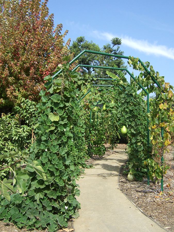 Дендрарий и Ботанический сад, Аркадия, Калифорния, США. Los Angeles County Arboretum and Botanical Garden, Arcadia, CA, USA