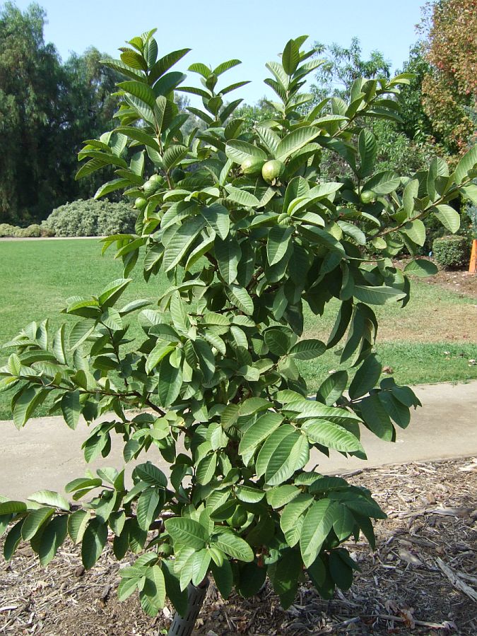 Дендрарий и Ботанический сад, Аркадия, Калифорния, США. Los Angeles County Arboretum and Botanical Garden, Arcadia, CA, USA