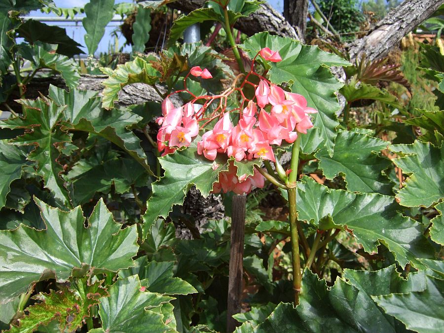Дендрарий и Ботанический сад, Аркадия, Калифорния, США. Los Angeles County Arboretum and Botanical Garden, Arcadia, CA, USA