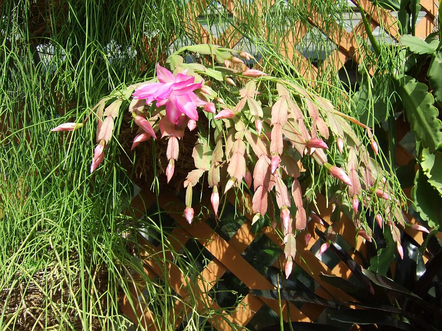 Дендрарий и Ботанический сад, Аркадия, Калифорния, США. Los Angeles County Arboretum and Botanical Garden, Arcadia, CA, USA