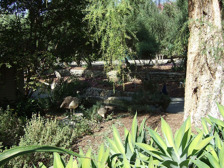 Дендрарий и Ботанический сад, Аркадия, Калифорния, США. Los Angeles County Arboretum and Botanical Garden, Arcadia, CA, USA