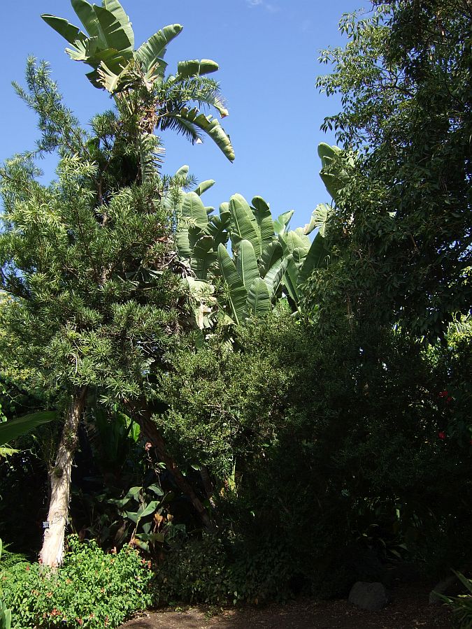 Дендрарий и Ботанический сад, Аркадия, Калифорния, США. Los Angeles County Arboretum and Botanical Garden, Arcadia, CA, USA