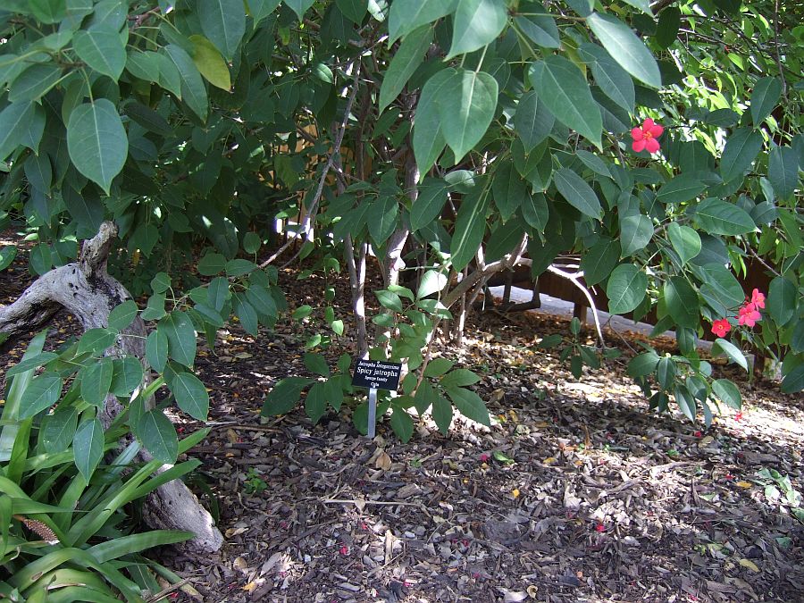Дендрарий и Ботанический сад, Аркадия, Калифорния, США. Los Angeles County Arboretum and Botanical Garden, Arcadia, CA, USA