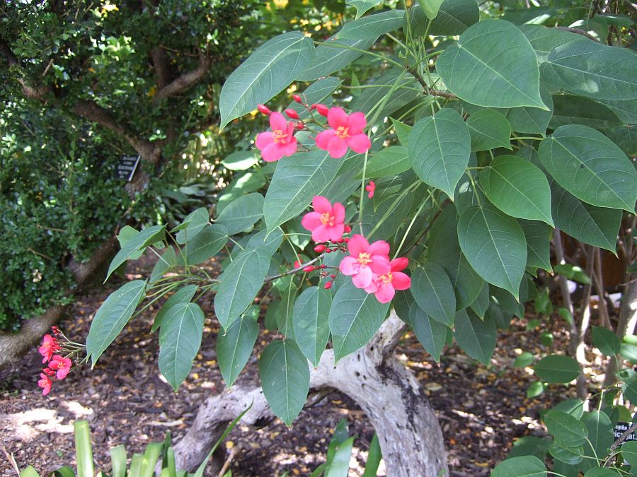 Дендрарий и Ботанический сад, Аркадия, Калифорния, США. Los Angeles County Arboretum and Botanical Garden, Arcadia, CA, USA