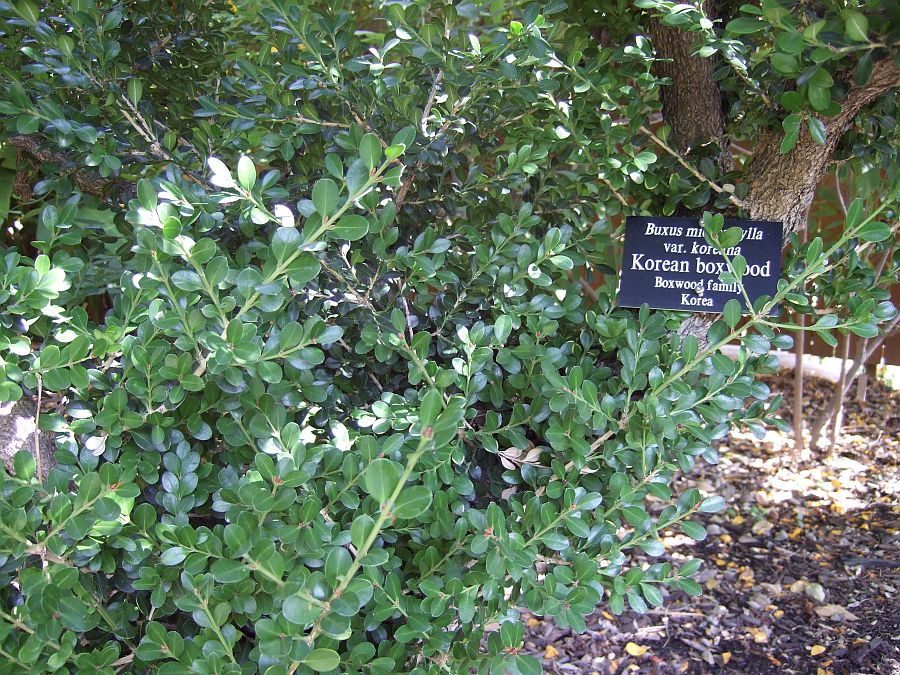 Дендрарий и Ботанический сад, Аркадия, Калифорния, США. Los Angeles County Arboretum and Botanical Garden, Arcadia, CA, USA