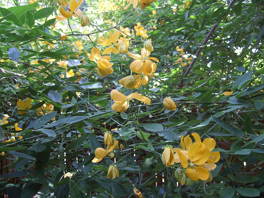 Дендрарий и Ботанический сад, Аркадия, Калифорния, США. Los Angeles County Arboretum and Botanical Garden, Arcadia, CA, USA