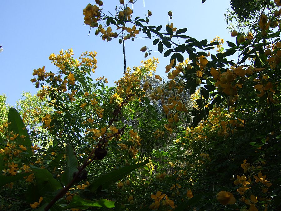 Дендрарий и Ботанический сад, Аркадия, Калифорния, США. Los Angeles County Arboretum and Botanical Garden, Arcadia, CA, USA