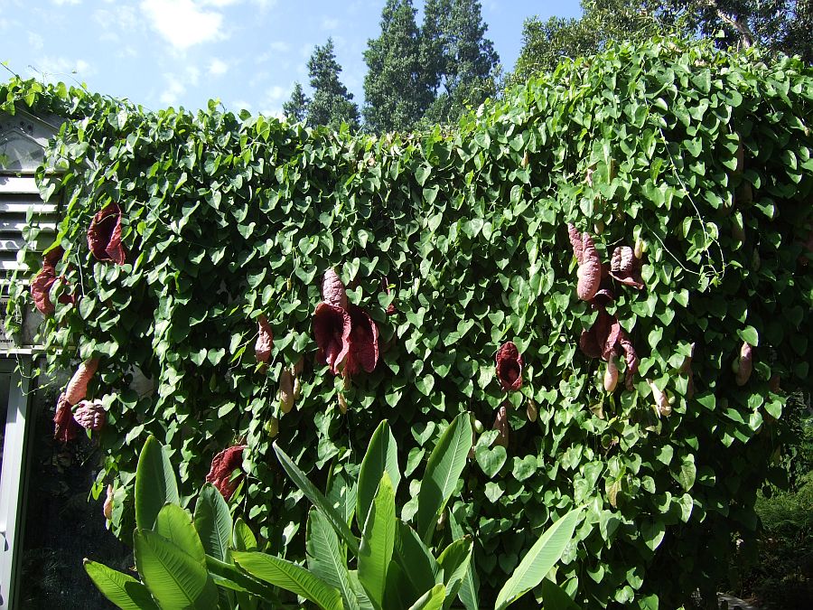 Дендрарий и Ботанический сад, Аркадия, Калифорния, США. Los Angeles County Arboretum and Botanical Garden, Arcadia, CA, USA