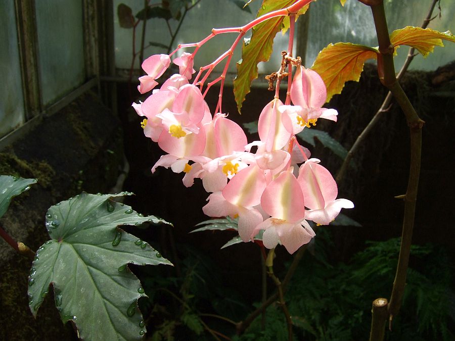 Дендрарий и Ботанический сад, Аркадия, Калифорния, США. Los Angeles County Arboretum and Botanical Garden, Arcadia, CA, USA