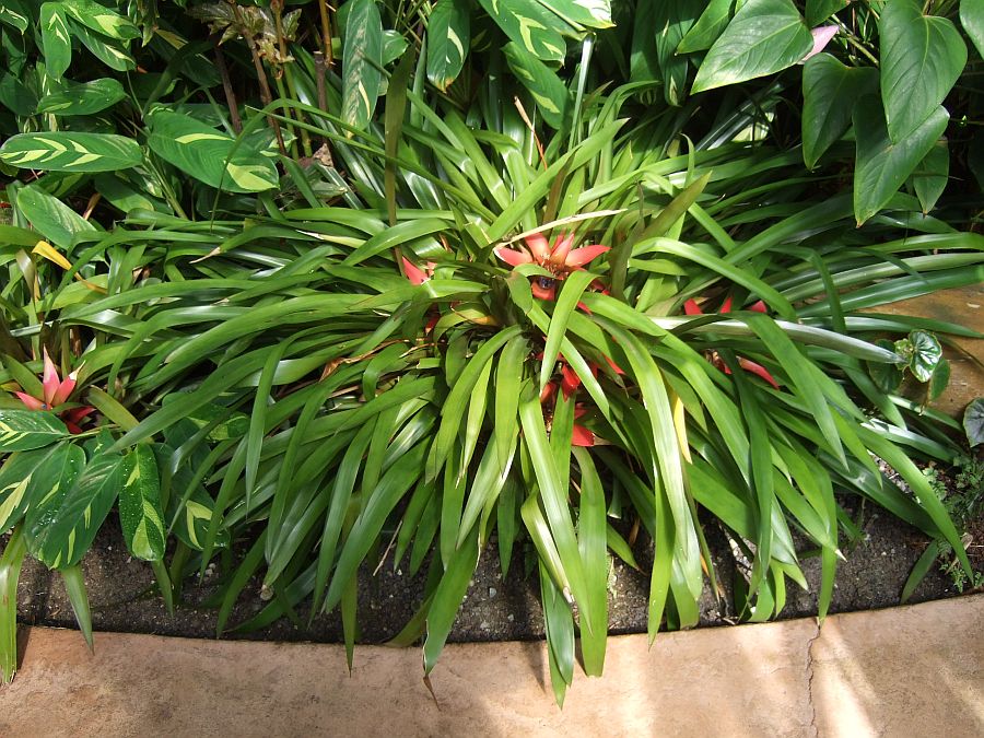 Дендрарий и Ботанический сад, Аркадия, Калифорния, США. Los Angeles County Arboretum and Botanical Garden, Arcadia, CA, USA