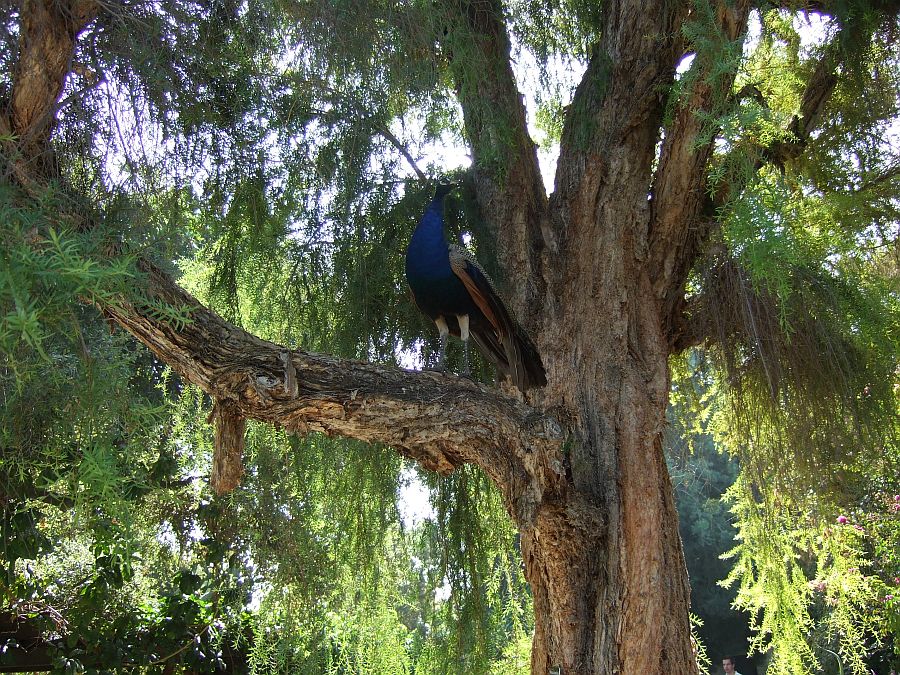 Дендрарий и Ботанический сад, Аркадия, Калифорния, США. Los Angeles County Arboretum and Botanical Garden, Arcadia, CA, USA